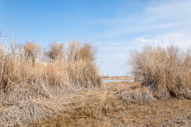 nehir bahar. bahar Nehri Orta Asya'da. Kazakistan bozkır nehir Semirechye. 