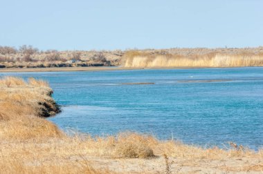 bahar bozkır. Doğa kıştan sonra uyanır. çölde ağaçlar geçen yılki çim