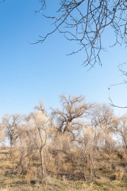 bahar bozkır. Doğa kıştan sonra uyanır. çölde ağaçlar geçen yılki çim