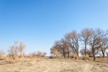 bahar bozkır. Doğa kıştan sonra uyanır. çölde ağaçlar geçen yılki çim