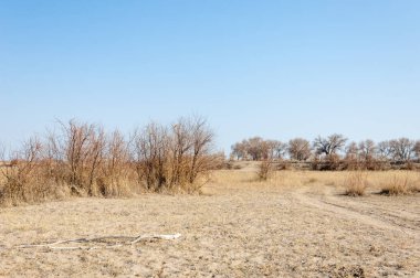 bahar bozkır. Doğa kıştan sonra uyanır. çölde ağaçlar geçen yılki çim