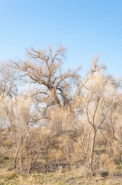 bahar bozkır. Doğa kıştan sonra uyanır. çölde ağaçlar geçen yılki çim