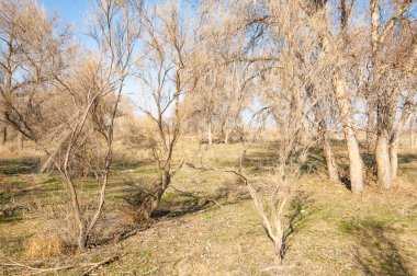 bahar bozkır. Doğa kıştan sonra uyanır. çölde ağaçlar geçen yılki çim