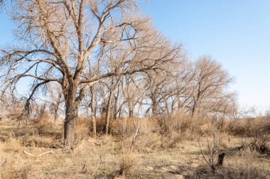 bahar bozkır. Doğa kıştan sonra uyanır. çölde ağaçlar geçen yılki çim