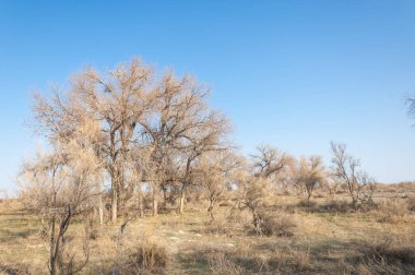 bahar bozkır. Doğa kıştan sonra uyanır. çölde ağaçlar geçen yılki çim