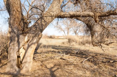 bahar bozkır. Doğa kıştan sonra uyanır. çölde ağaçlar geçen yılki çim