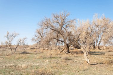bahar bozkır. Doğa kıştan sonra uyanır. çölde ağaçlar geçen yılki çim