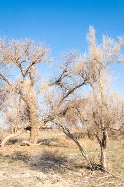 bahar bozkır. Doğa kıştan sonra uyanır. çölde ağaçlar geçen yılki çim