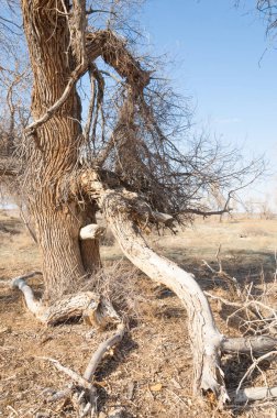 bahar bozkır. Doğa kıştan sonra uyanır. çölde ağaçlar geçen yılki çim