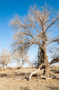 bahar bozkır. Doğa kıştan sonra uyanır. çölde ağaçlar geçen yılki çim