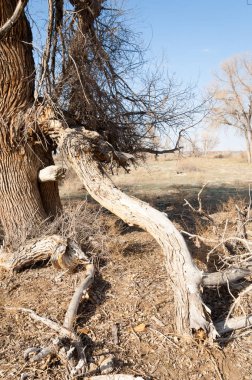 bahar bozkır. Doğa kıştan sonra uyanır. çölde ağaçlar geçen yılki çim