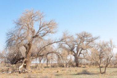 bahar bozkır. Doğa kıştan sonra uyanır. çölde ağaçlar geçen yılki çim