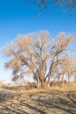 bahar bozkır. Doğa kıştan sonra uyanır. çölde ağaçlar geçen yılki çim
