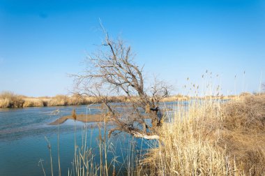 bahar bozkır nehirde. nehir sazlık ile büyümüş. saf zümrüt sudur