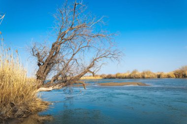 bahar bozkır nehirde. nehir sazlık ile büyümüş. saf zümrüt sudur