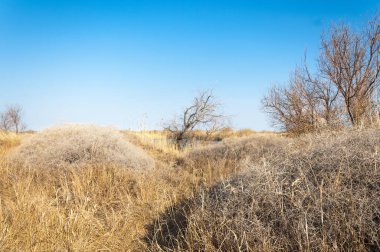 bahar bozkır nehirde. nehir sazlık ile büyümüş. saf zümrüt sudur