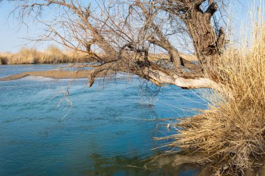 bahar bozkır nehirde. nehir sazlık ile büyümüş. saf zümrüt sudur