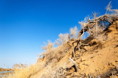 bahar bozkır nehirde. nehir sazlık ile büyümüş. saf zümrüt sudur