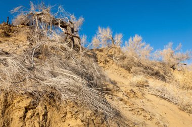 bahar bozkır nehirde. nehir sazlık ile büyümüş. saf zümrüt sudur