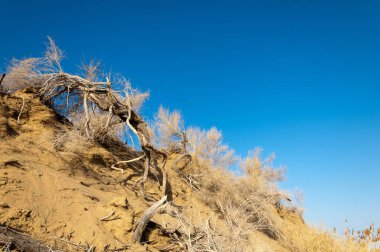 bahar bozkır nehirde. nehir sazlık ile büyümüş. saf zümrüt sudur