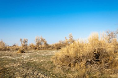 bahar bozkır. Doğa kıştan sonra uyanır. çölde ağaçlar geçen yılki çim