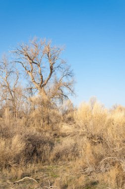 bahar bozkır. Doğa kıştan sonra uyanır. çölde ağaçlar geçen yılki çim