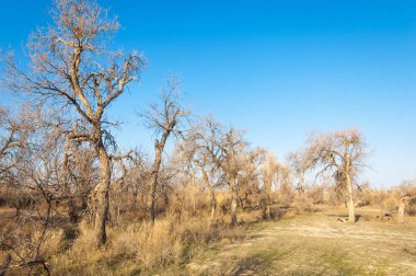 bahar bozkır. Doğa kıştan sonra uyanır. çölde ağaçlar geçen yılki çim