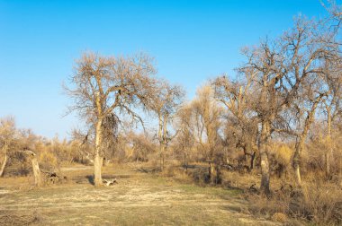 bahar bozkır. Doğa kıştan sonra uyanır. çölde ağaçlar geçen yılki çim