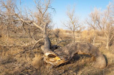 bahar bozkır. Doğa kıştan sonra uyanır. çölde ağaçlar geçen yılki çim