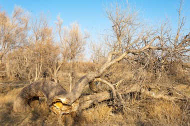 bahar bozkır. Doğa kıştan sonra uyanır. çölde ağaçlar geçen yılki çim