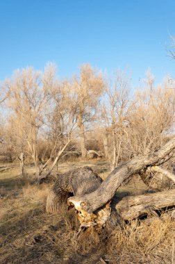 bahar bozkır. Doğa kıştan sonra uyanır. çölde ağaçlar geçen yılki çim