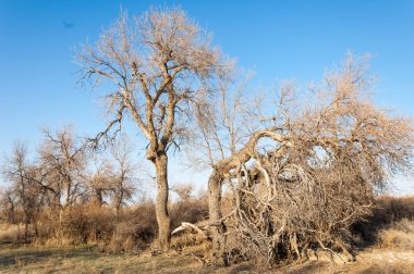 bahar bozkır. Doğa kıştan sonra uyanır. çölde ağaçlar geçen yılki çim