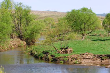 Willow arılar tarafından tozlaşma