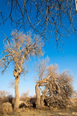bahar bozkır. Doğa kıştan sonra uyanır. çölde ağaçlar geçen yılki çim