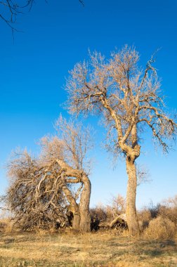 bahar bozkır. Doğa kıştan sonra uyanır. çölde ağaçlar geçen yılki çim