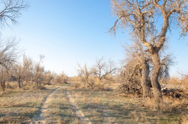 bahar bozkır. Doğa kıştan sonra uyanır. çölde ağaçlar geçen yılki çim