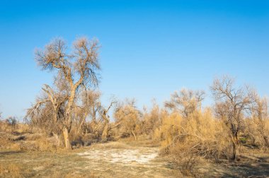 bahar bozkır. Doğa kıştan sonra uyanır. çölde ağaçlar geçen yılki çim