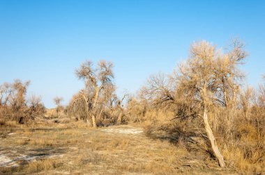 bahar bozkır. Doğa kıştan sonra uyanır. çölde ağaçlar geçen yılki çim