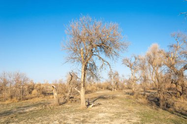 bahar bozkır. Doğa kıştan sonra uyanır. çölde ağaçlar geçen yılki çim