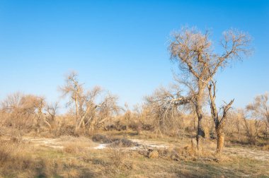 bahar bozkır. Doğa kıştan sonra uyanır. çölde ağaçlar geçen yılki çim