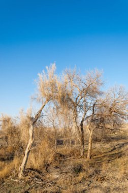 bahar bozkır. Doğa kıştan sonra uyanır. çölde ağaçlar geçen yılki çim