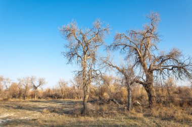 bahar bozkır. Doğa kıştan sonra uyanır. çölde ağaçlar geçen yılki çim