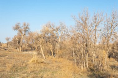bahar bozkır. Doğa kıştan sonra uyanır. çölde ağaçlar geçen yılki çim