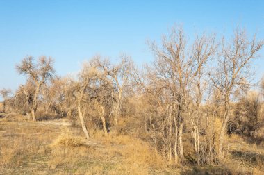 bahar bozkır. Doğa kıştan sonra uyanır. çölde ağaçlar geçen yılki çim