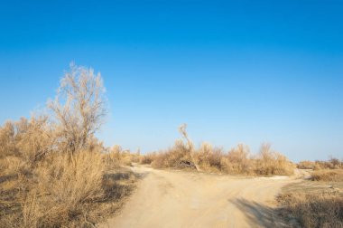 bahar bozkır. Doğa kıştan sonra uyanır. çölde ağaçlar geçen yılki çim