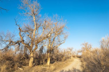 bahar bozkır. Doğa kıştan sonra uyanır. çölde ağaçlar geçen yılki çim