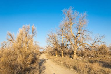 bahar bozkır. Doğa kıştan sonra uyanır. çölde ağaçlar geçen yılki çim