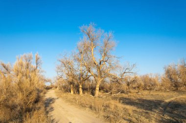 bahar bozkır. Doğa kıştan sonra uyanır. çölde ağaçlar geçen yılki çim