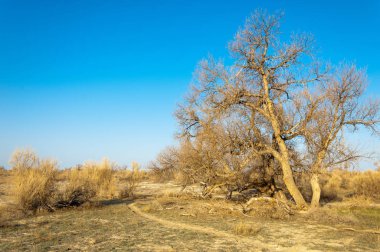 bahar bozkır. Doğa kıştan sonra uyanır. çölde ağaçlar geçen yılki çim