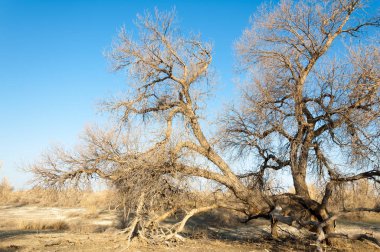 bahar bozkır. Doğa kıştan sonra uyanır. çölde ağaçlar geçen yılki çim